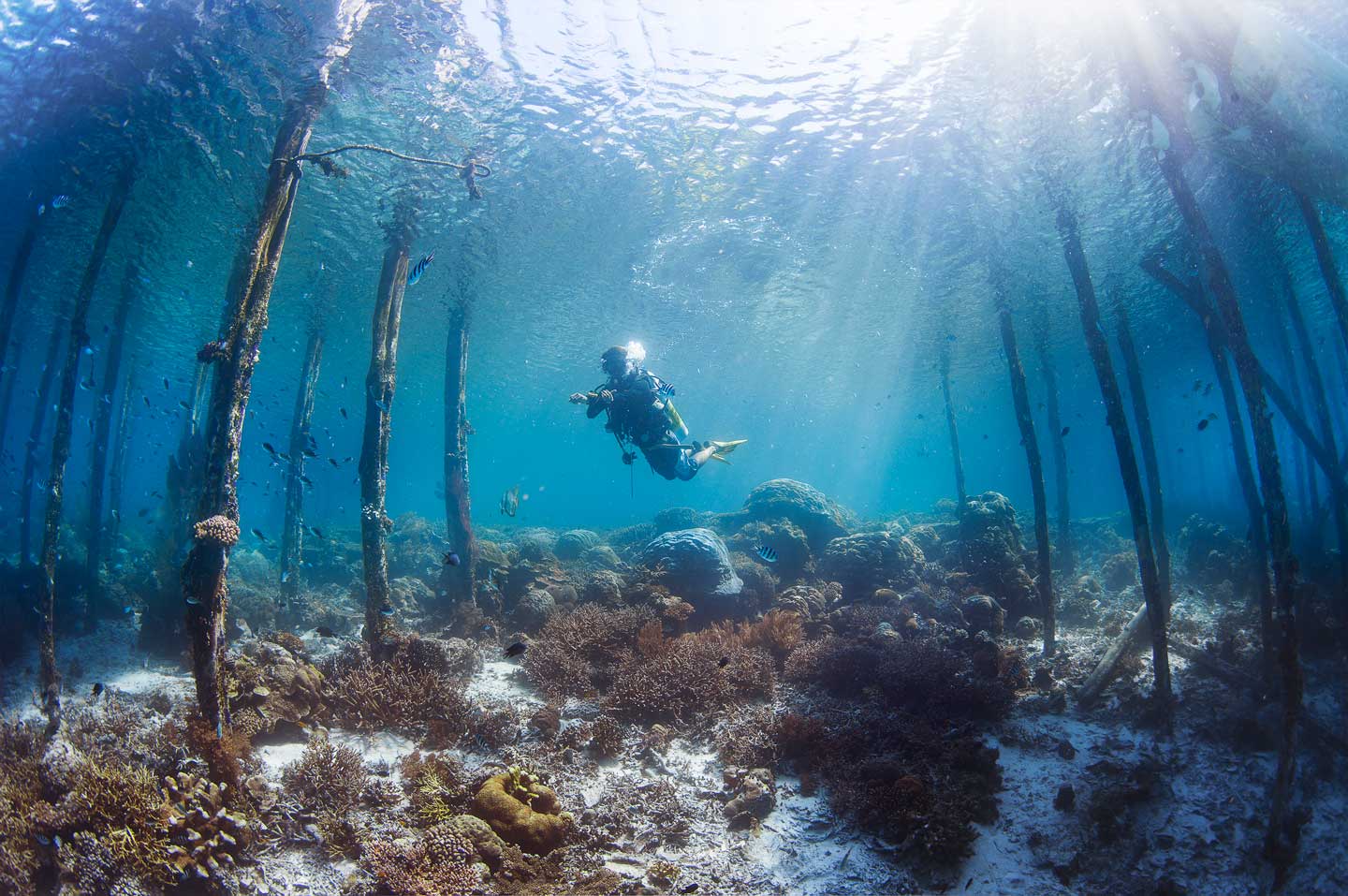 diving in raja ampat