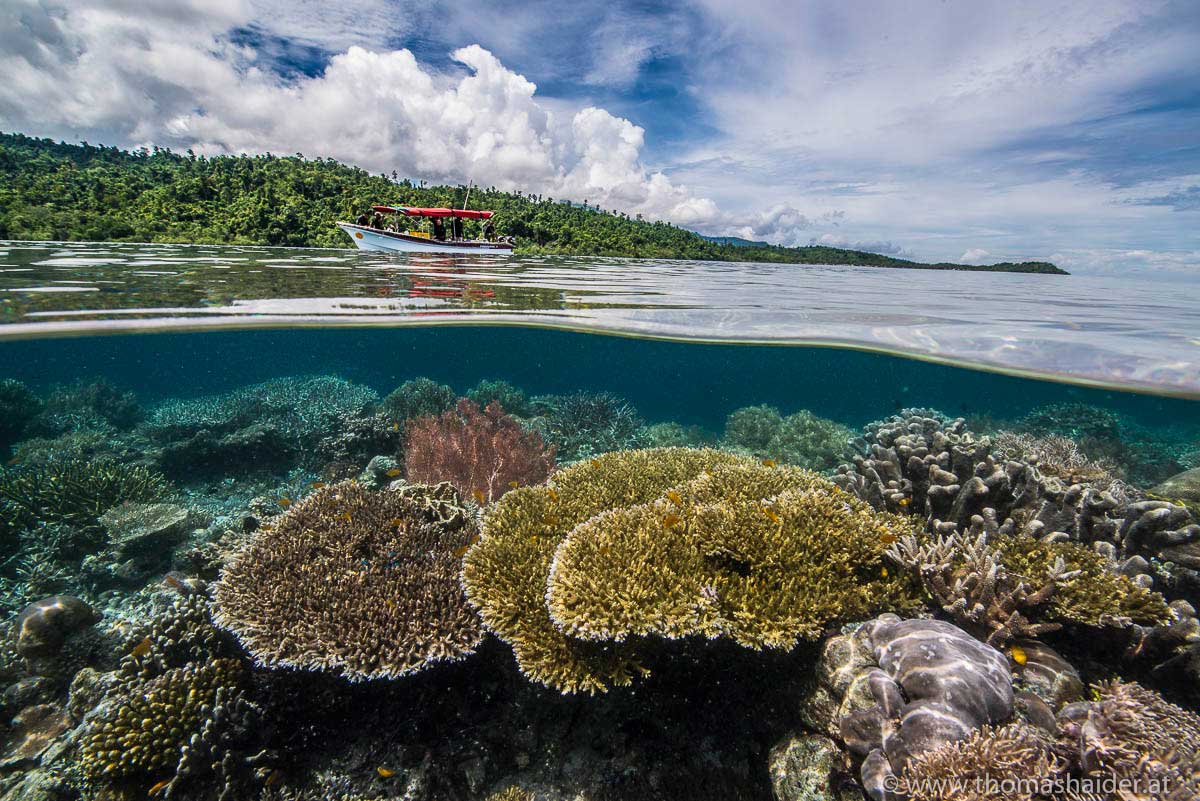 Papua Paradise Eco Resort - Photos