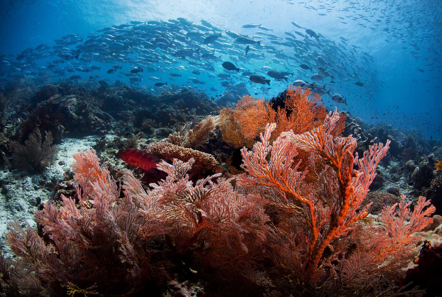 Dive Soft Coral Schooling Jacks