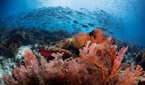 Scuba Diving conditions in Raja Ampat