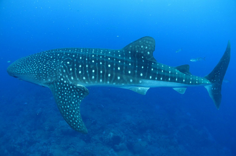 whale shark - diving in west papua