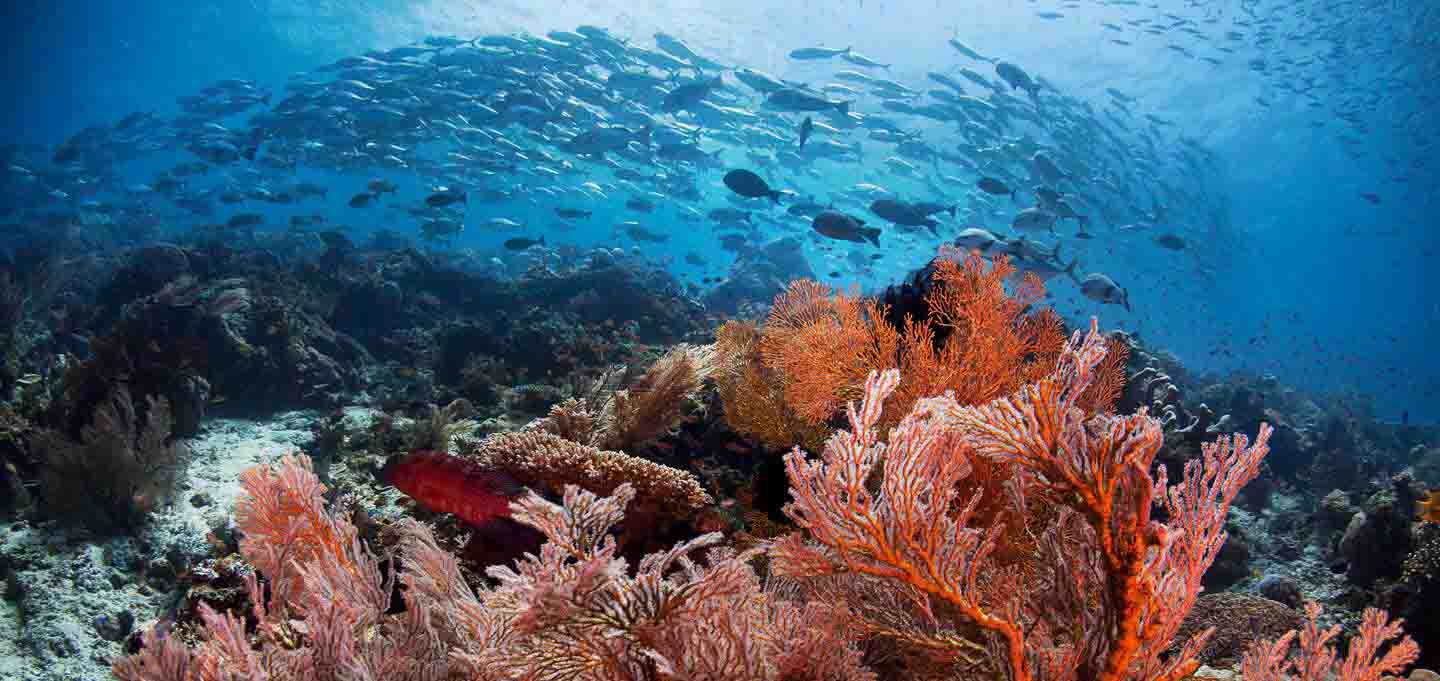 Marine Life Biodiversity of Diving Raja Ampat Diving