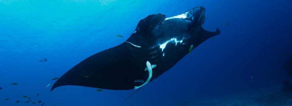 Black Manta Papua Paradise