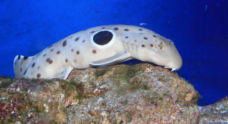 Epaulette shark endemic When Diving In raja ampat