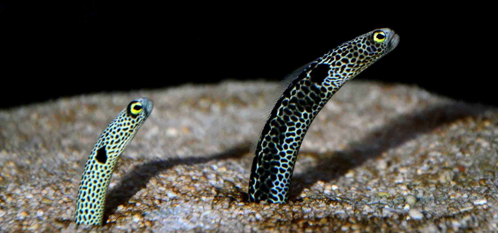 Papuan Garden Ell - Raja Ampat Diving