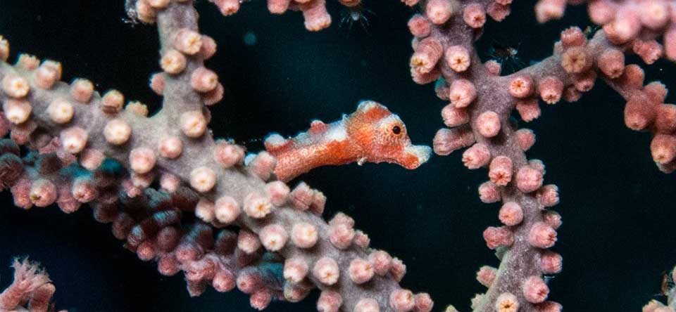 Diving Raja Ampat Pygmy Denise