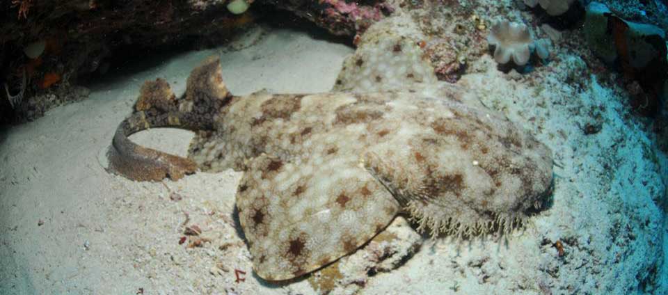 Wabegong shark Papua Paradise