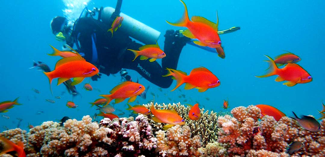 Student Reef check Diving in Raja Ampat