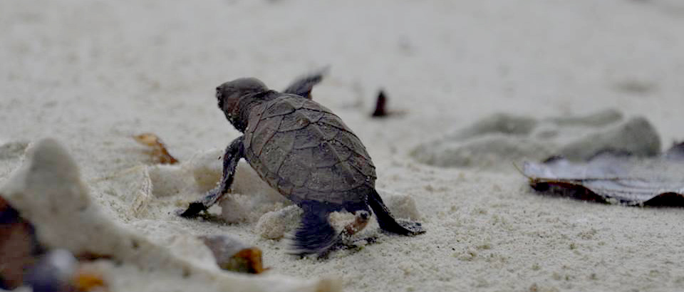 Turtle Conservation raja Ampat