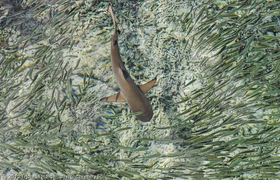 Dive Spot in Raja Ampat