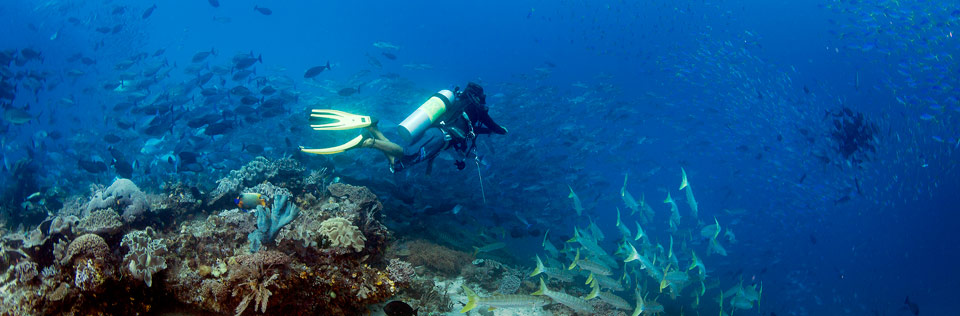 Raja Ampat diving conversations activity