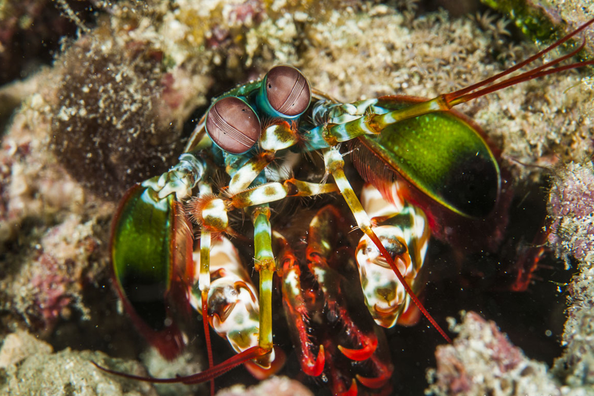 Cendrawasih mantis shrimp at Raja Ampat