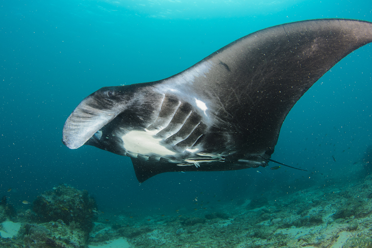 Diving with Manta Rays in Raja Ampat