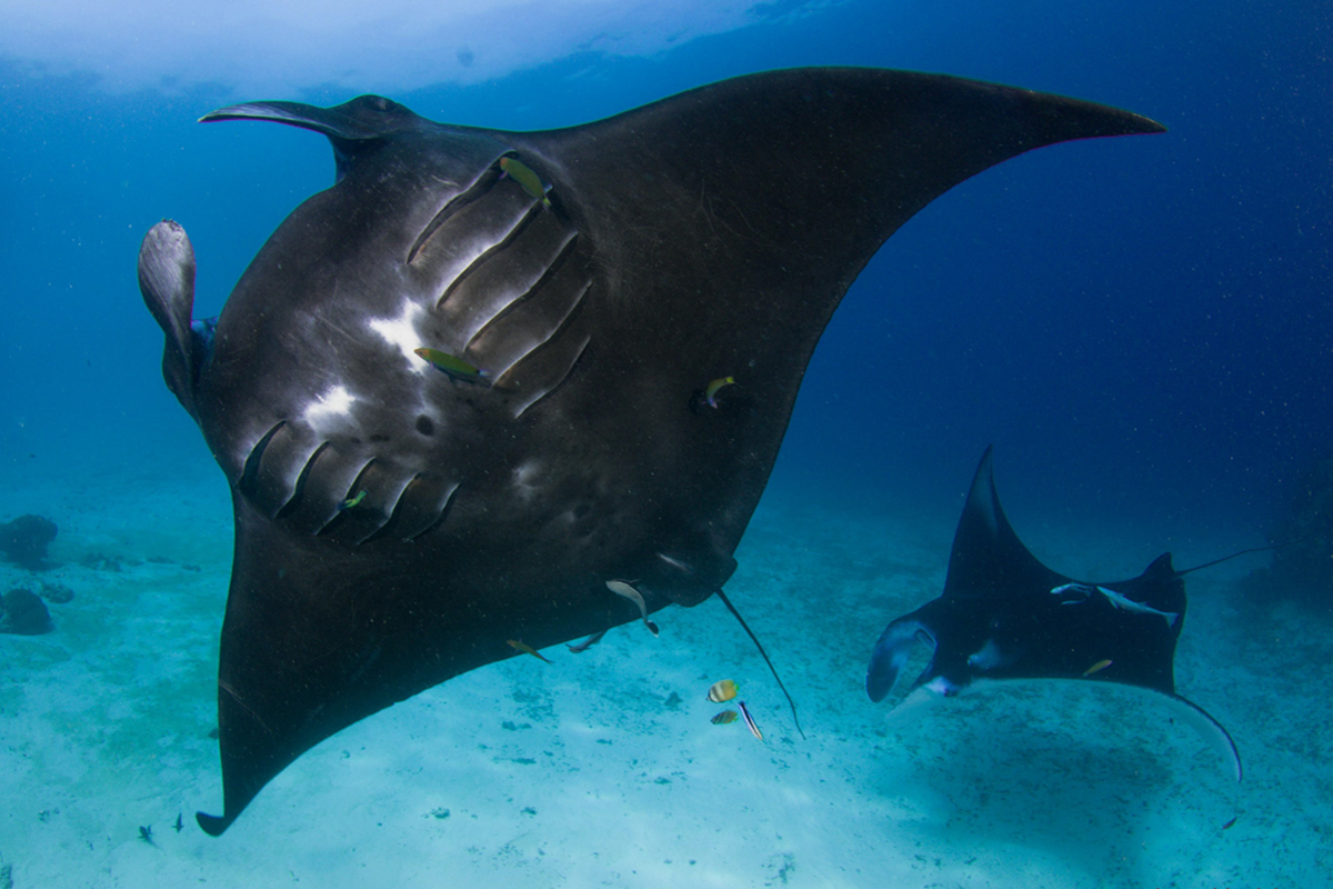 Diving with Black Manta Rays in Raja Ampat