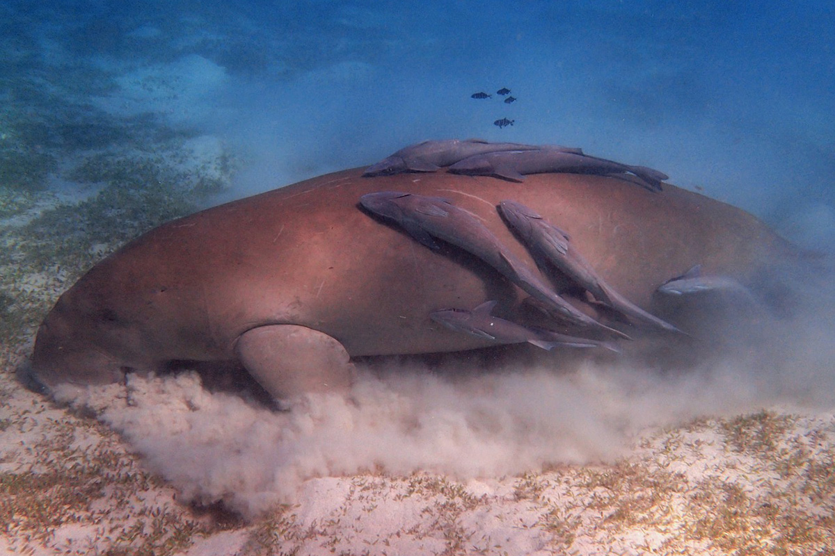 Searching for Dugongs in Raja Ampat