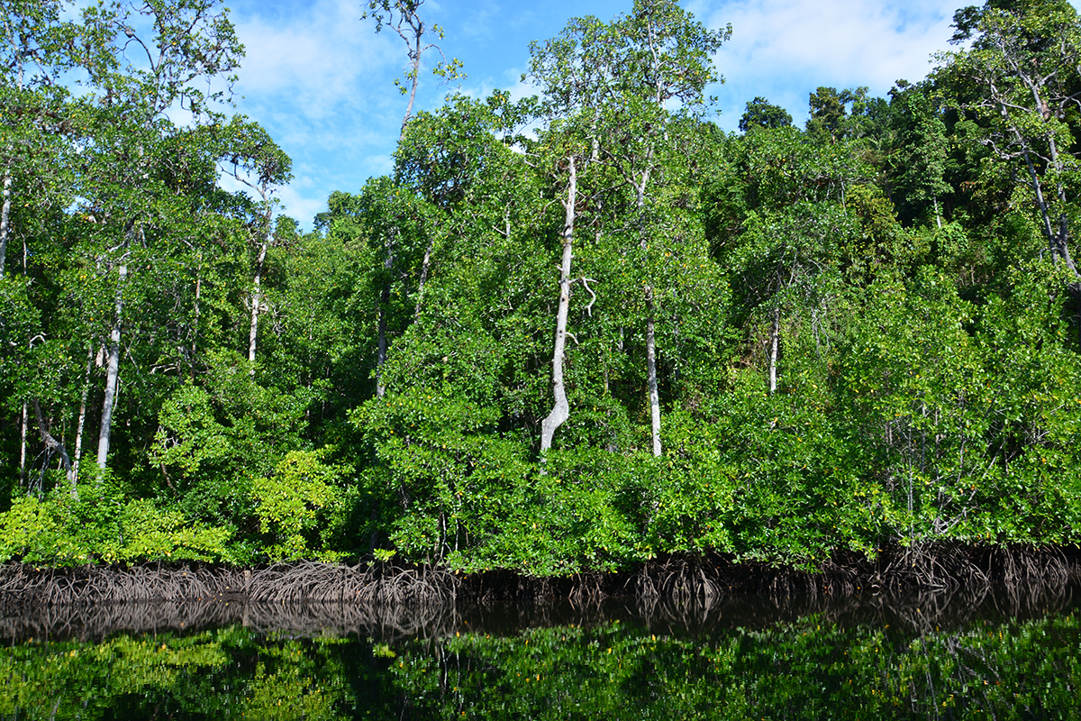 A Botanical Guide to The Flora of Raja Ampat