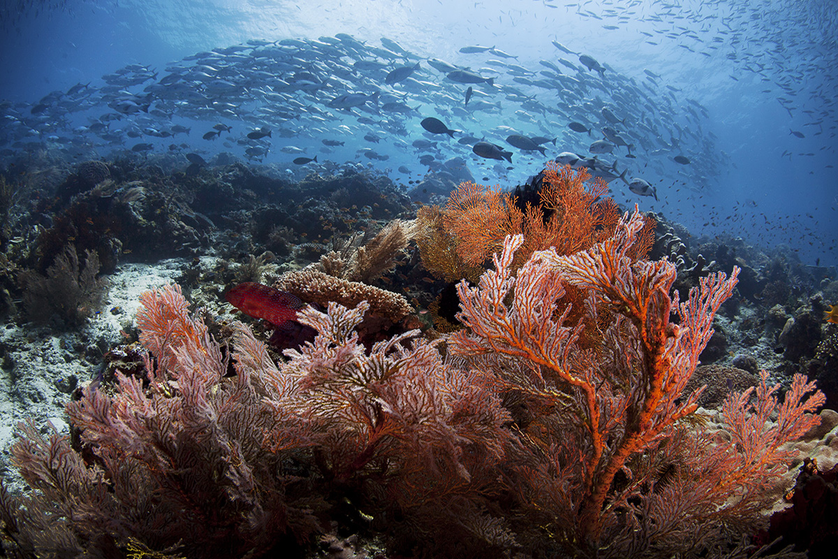 Underwater Photography Guide Raja Ampat