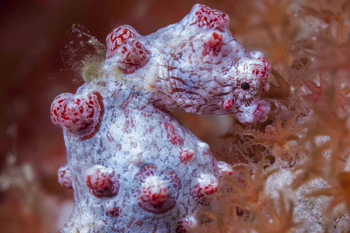 Pygmy Seahorse - Underwater Photography Guide Raja Ampat