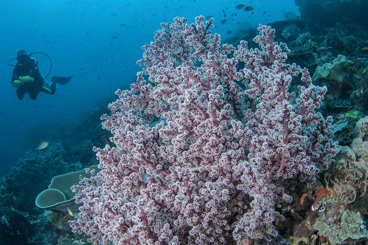 Diving in Raja Ampat - Underwater Photography Guide