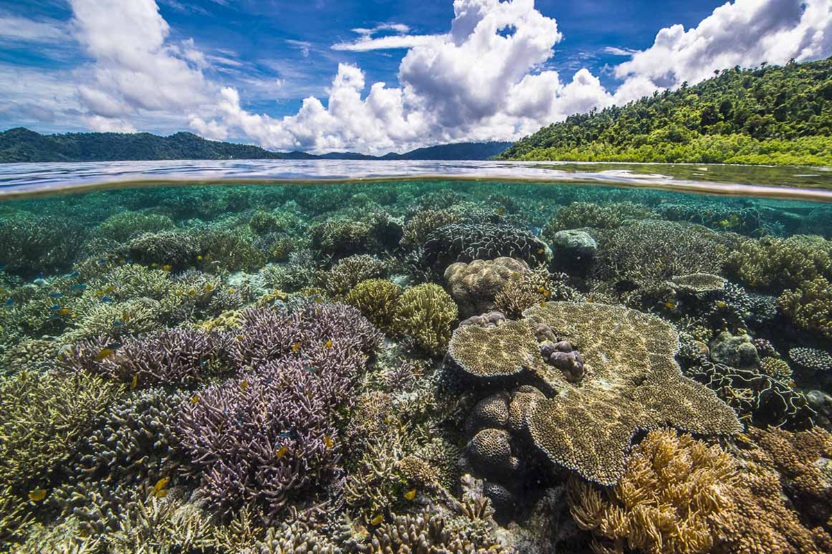 Underwater life at Raja Ampat, Indonesia