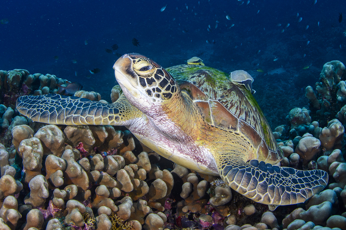 Searching for Sea Turtles in Raja Ampat