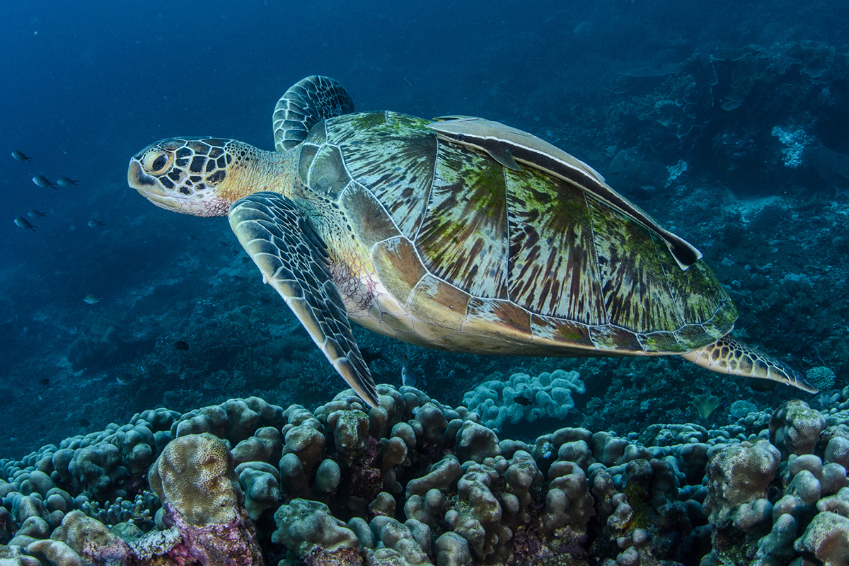 Sea turtle conservation in Raja Ampat