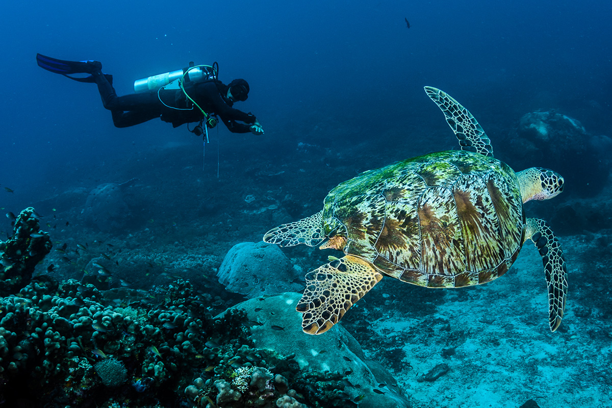 Where and when can I see sea turtles in Raja Ampat?