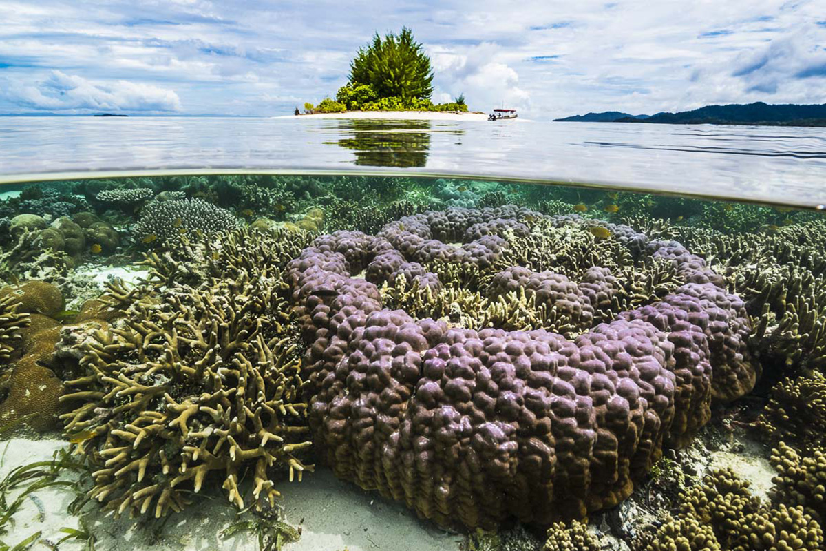 What is the Coral Triangle?