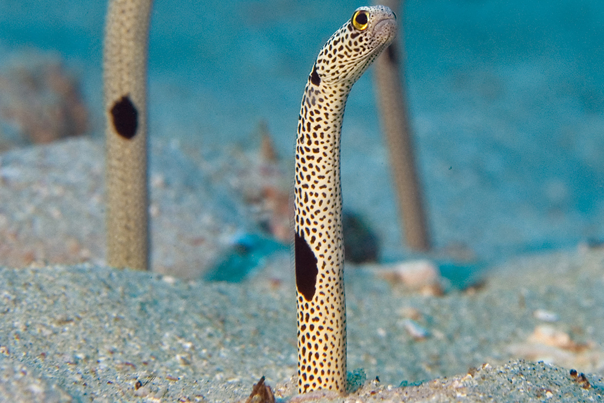 Papuan Garden Eel - Searching for the Endemic Species of Raja Ampat