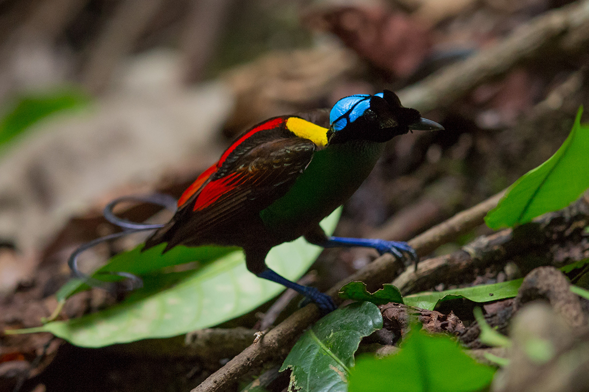 Birds of Paradise - Searching for the Endemic Species of Raja Ampat