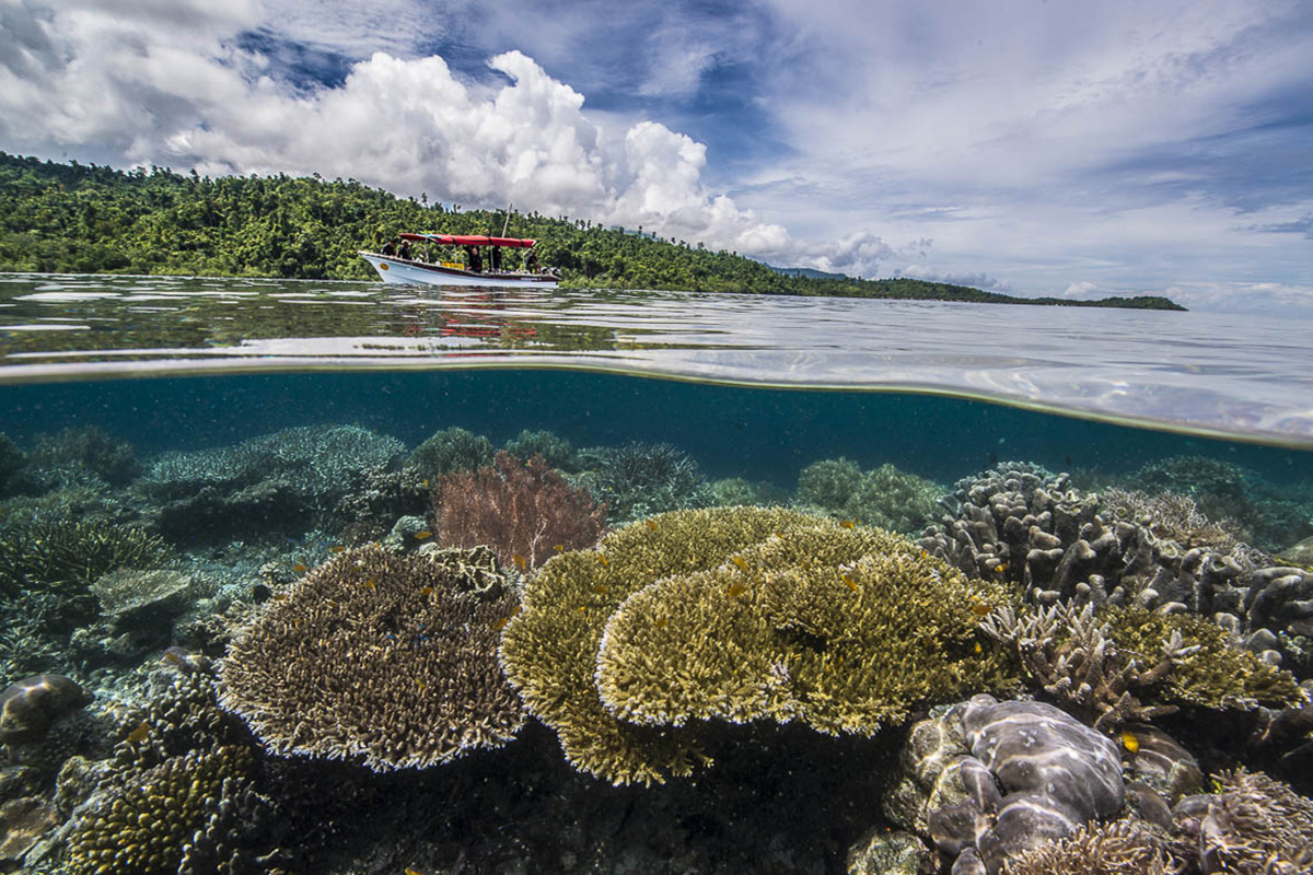 When is the Best Time to Dive in Raja Ampat?