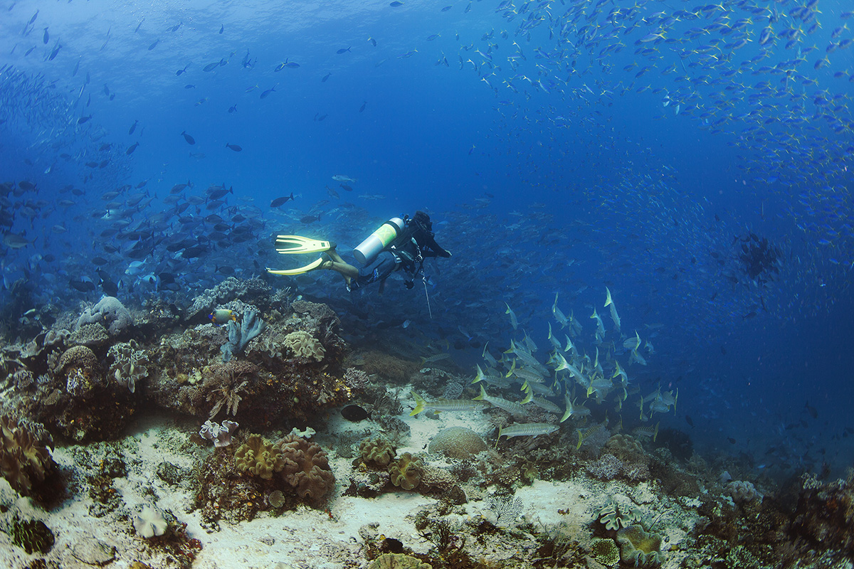 Can Beginner Divers Dive in Raja Ampat?