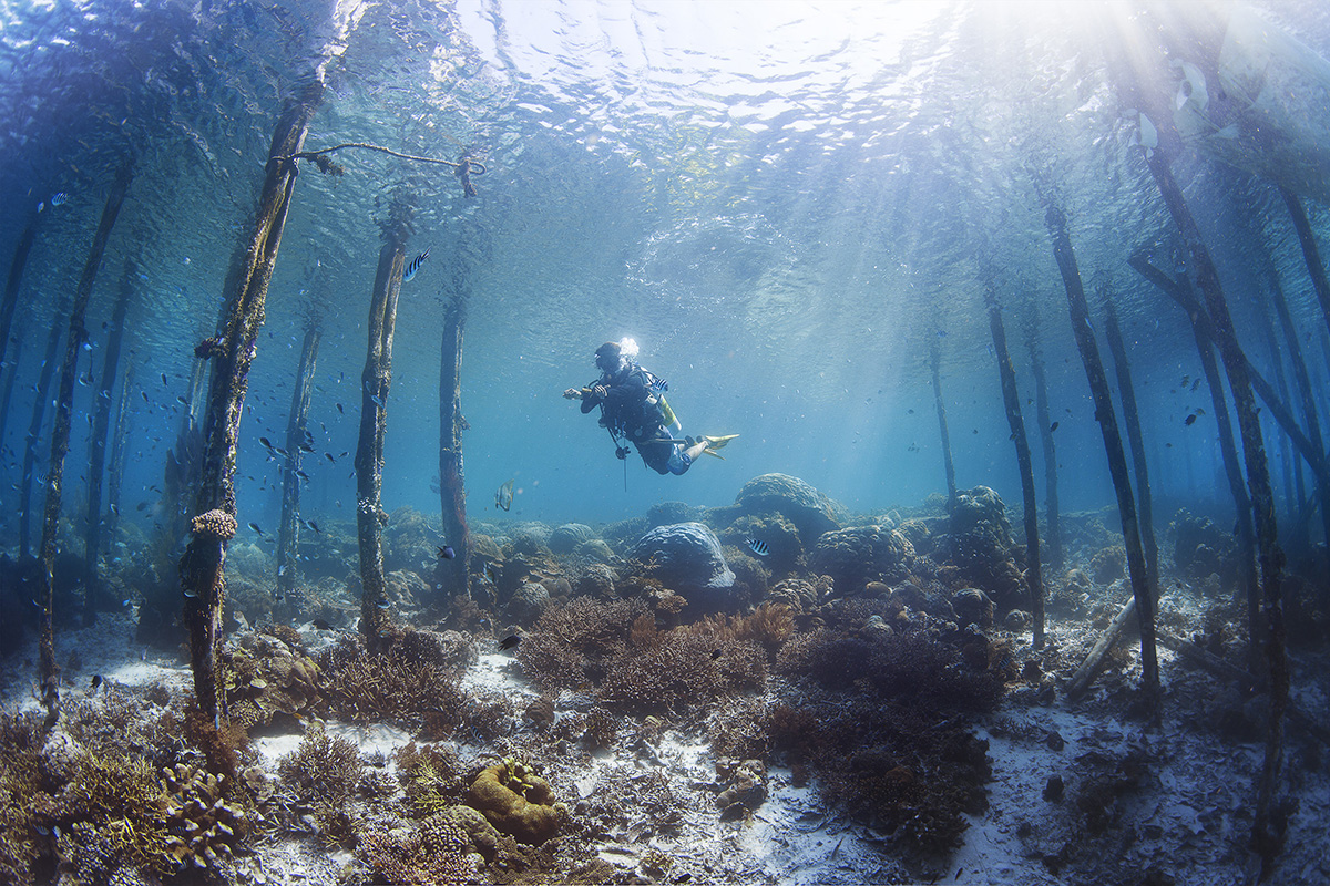 Diving in Raja Ampat Indonesia