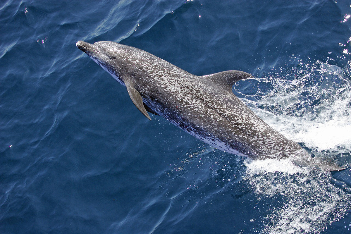 Spotting Whales and Dolphins in Raja Ampat