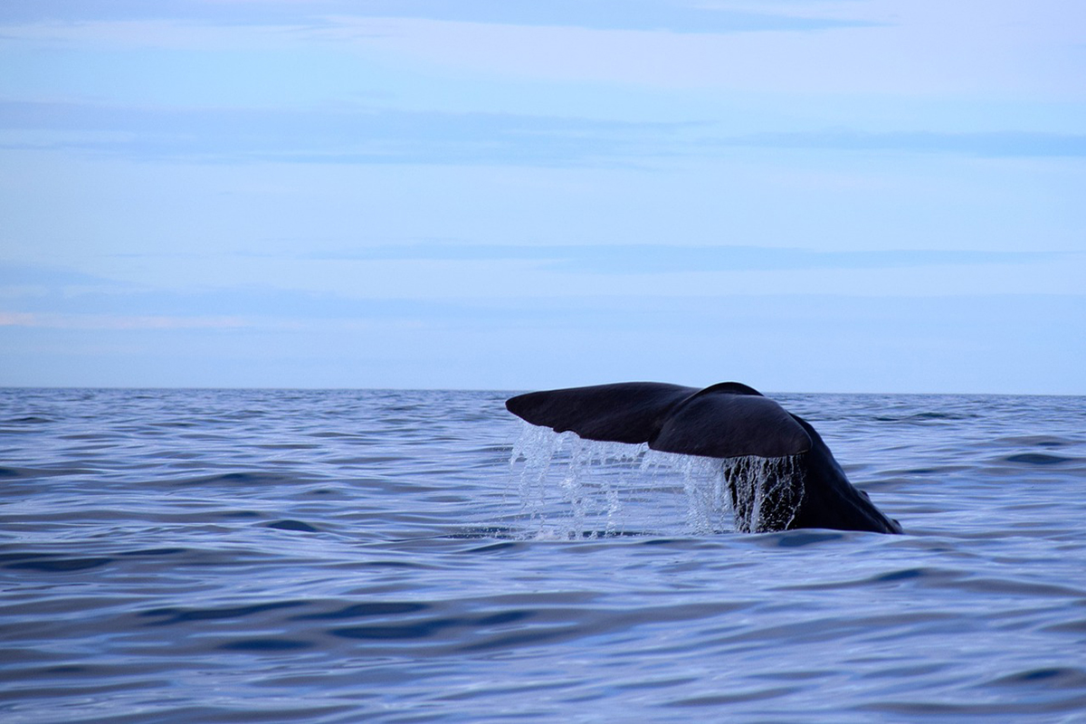 Spotting Whales and Dolphins in Raja Ampat