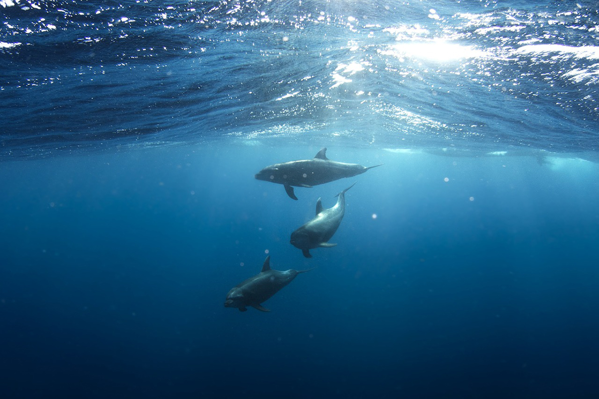 Spotting Whales and Dolphins in Raja Ampat