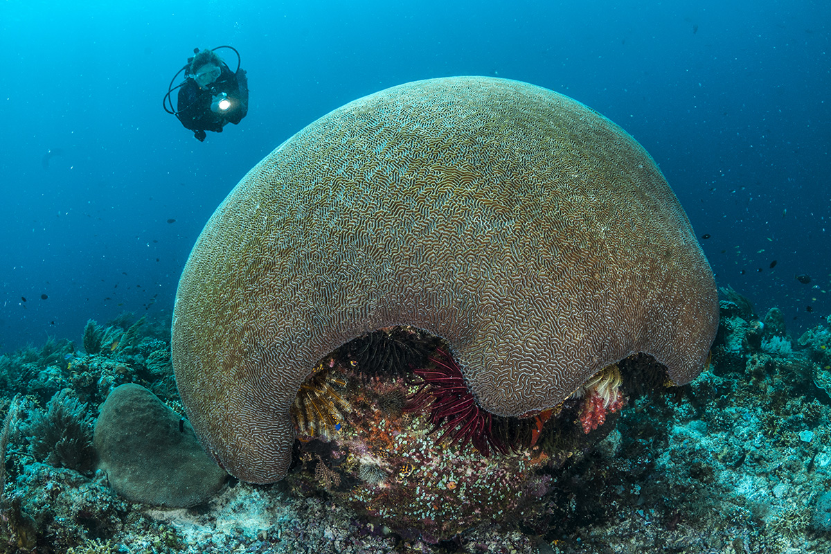 Magical Night Diving in Raja Ampat