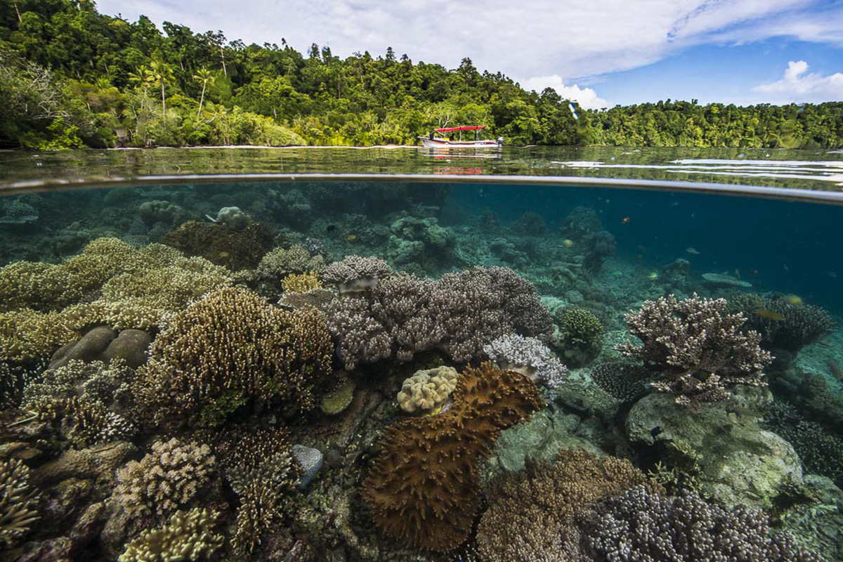  May Saving Raja Ampat’s Marine Biodiversity