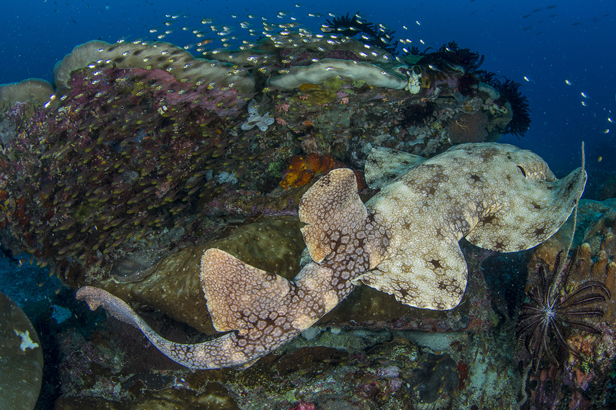 Diving with Sharks in Raja Ampat