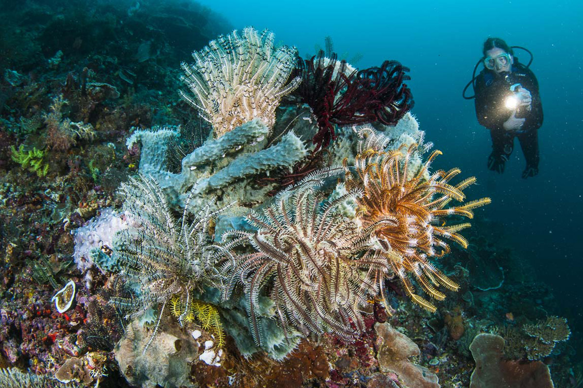 Diving Responsibly in Raja Ampat