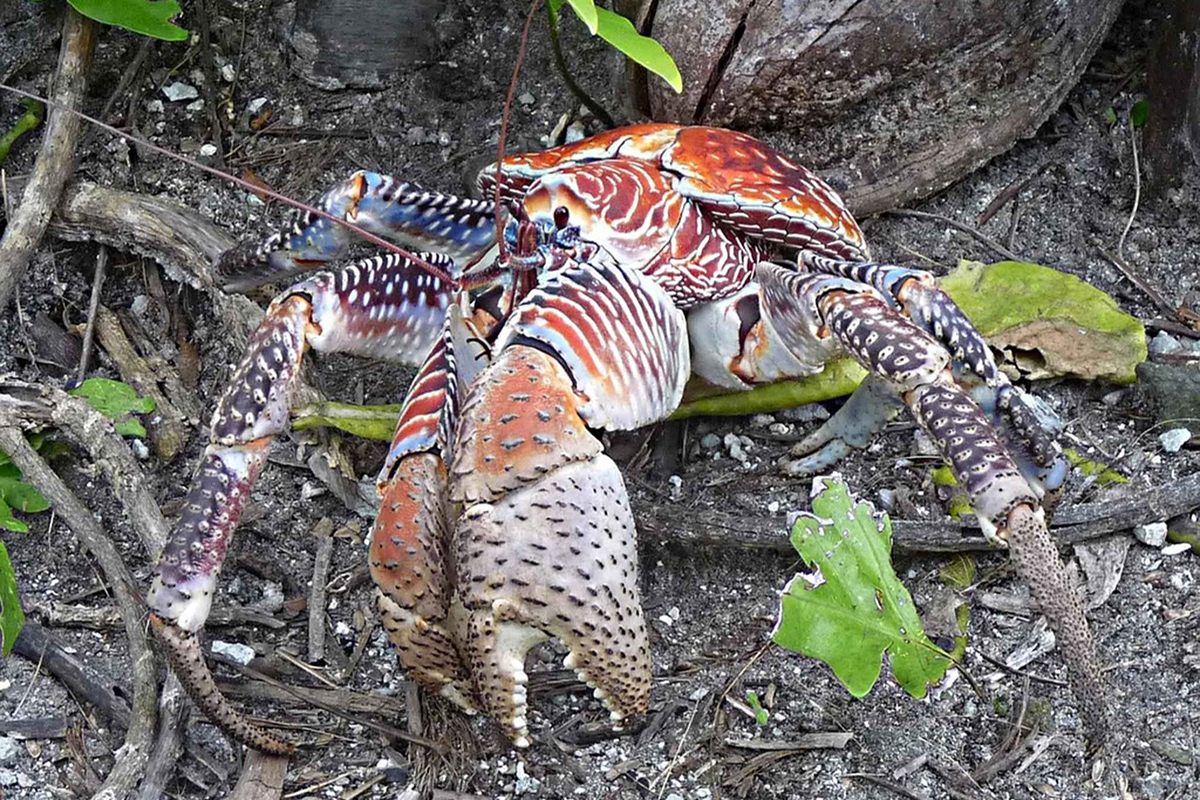 The Plight of Raja Ampat’s Coconut Crabs