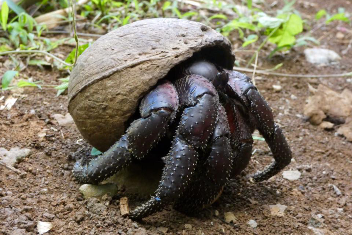 The Plight of Raja Ampat’s Coconut Crabs