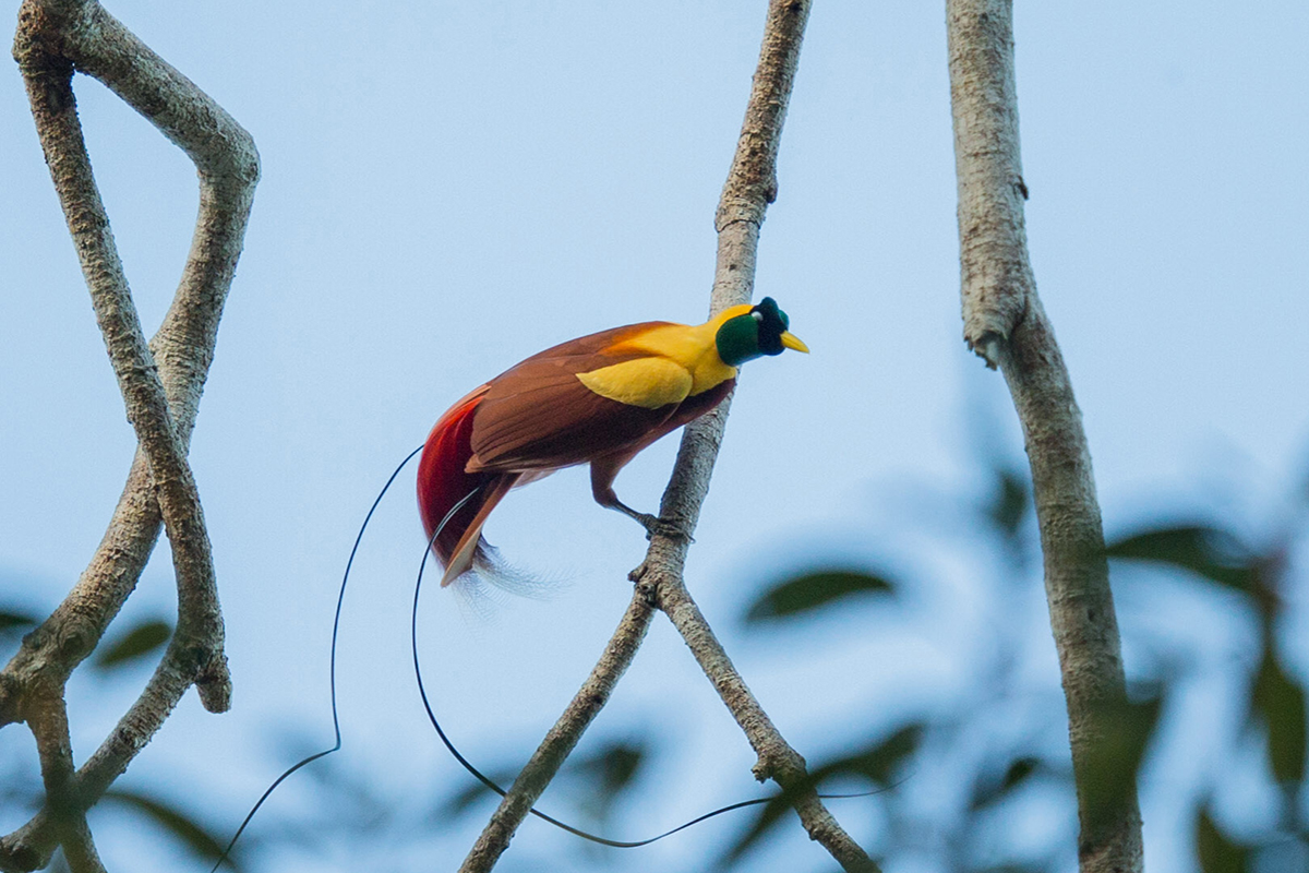 Where to Find Red Birds of Paradise in Raja Ampat