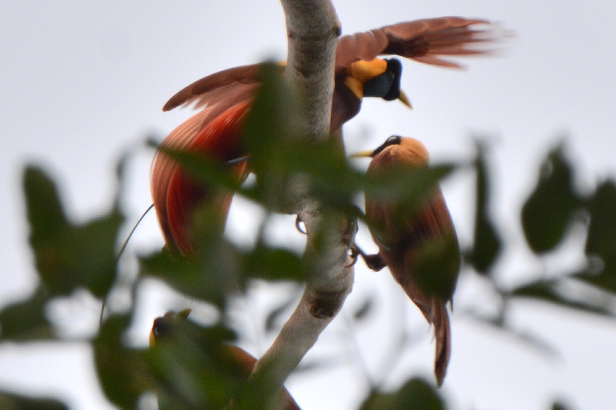 Where to Find Red Birds of Paradise in Raja Ampat