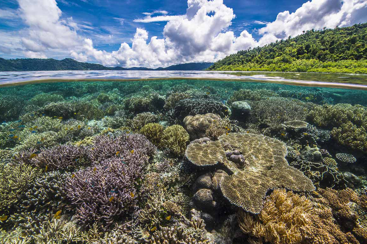 How Reef Safe Sunscreens Can Save Marine Life in Raja Ampat