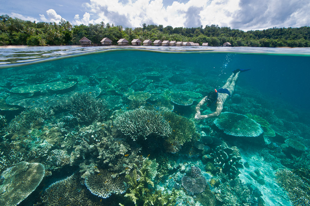 House Reef at Papua Paradise Eco Resort