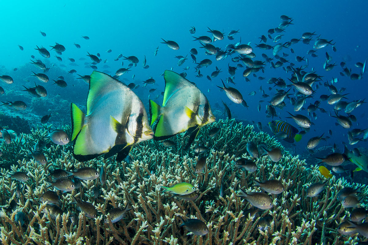 Coral Reef Workshop at Papua Paradise Eco Resort