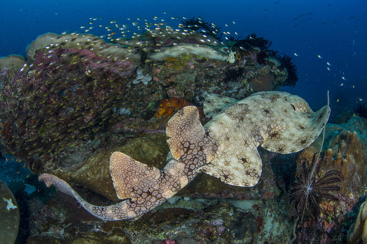 Wobbegong Sharks in Raja Ampat