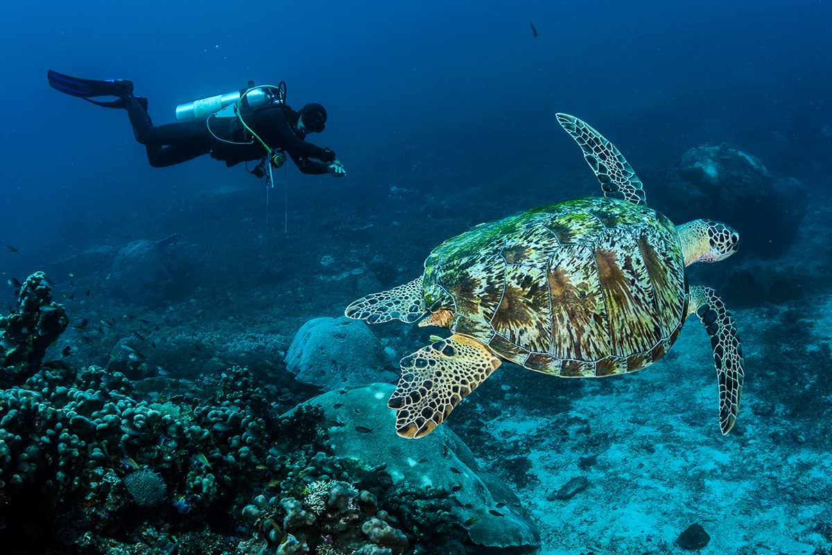 Diving in Raja Ampat with Gangga Divers