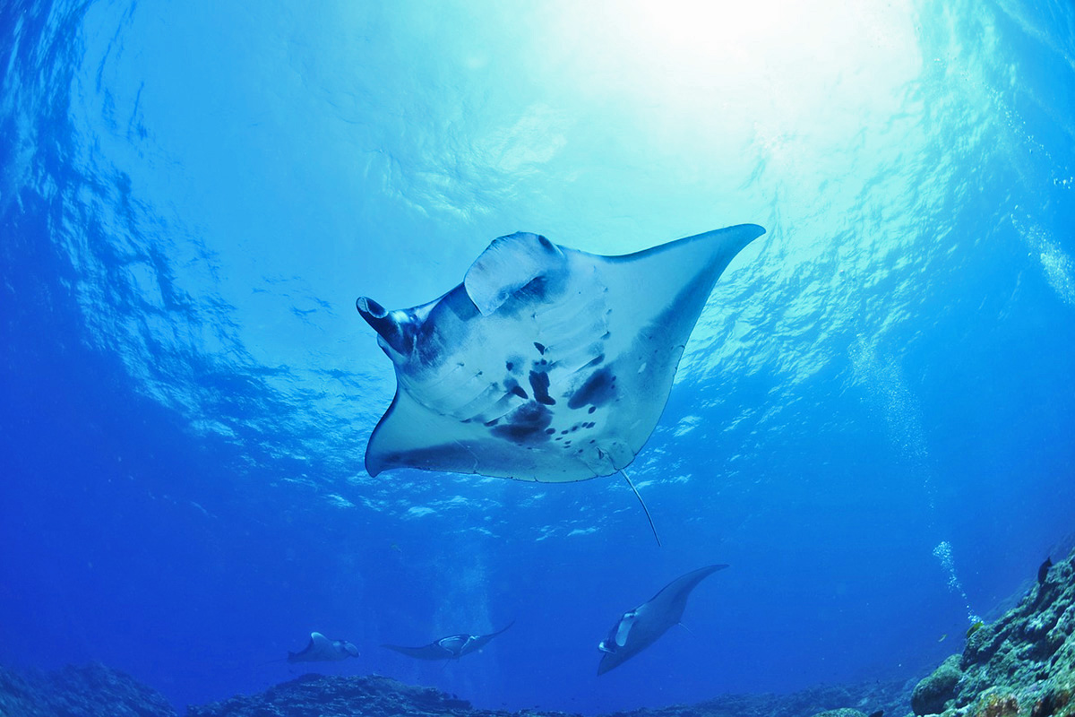 Diving with Rays in Raja Ampat 